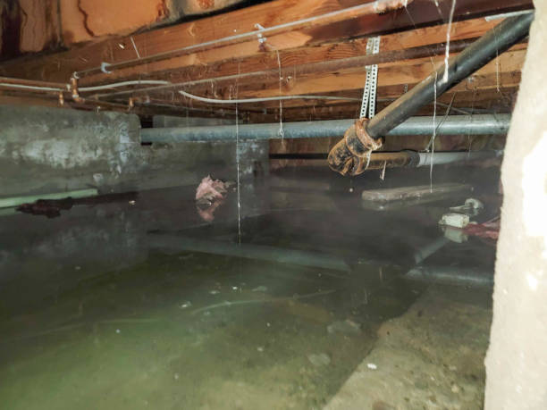 Best Water damage restoration cost  in Braidwood, IL