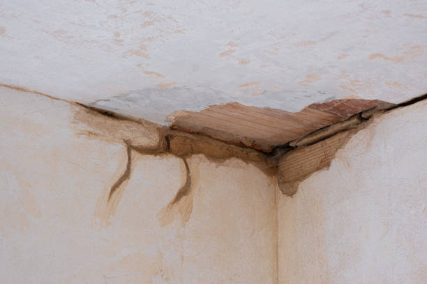 Best Basement water damage restoration  in Braidwood, IL