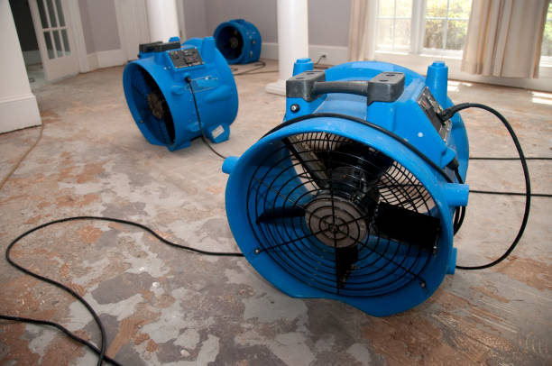 Best Basement water damage restoration  in Braidwood, IL