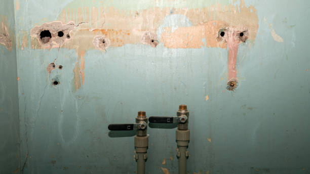 Best Mold removal after water damage  in Braidwood, IL